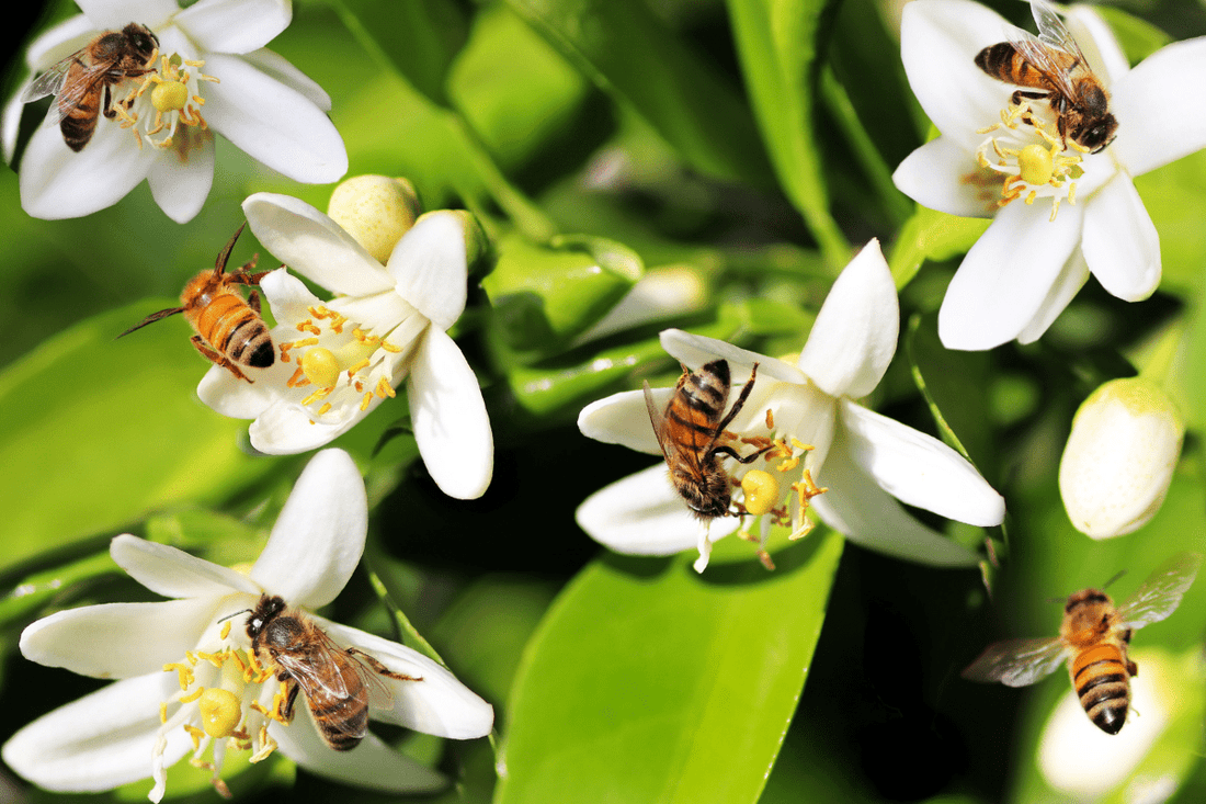 Coffee Is The Bee’s Knees - The Coffee Connection